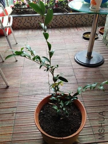 nEO_IMG_��Ƭ 001.jpg