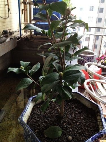 nEO_IMG_��Ƭ 002.jpg