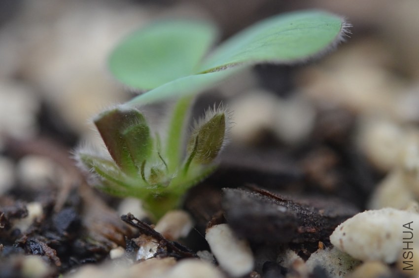 Oxalis luteola 20131007 001.JPG