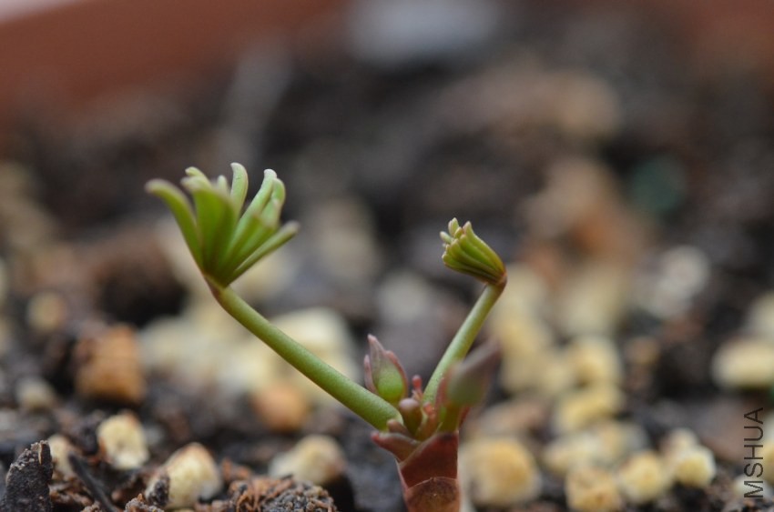 Oxalis Autumn Queen 20131006 001.JPG