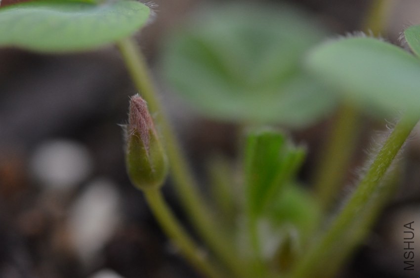 �ۻ��ƺ�ܽ��20131007 001.JPG