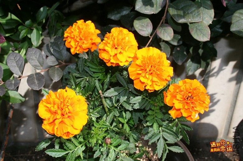 ��Ƭ 011_����.jpg