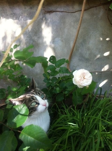 cat&amp;rose.jpg