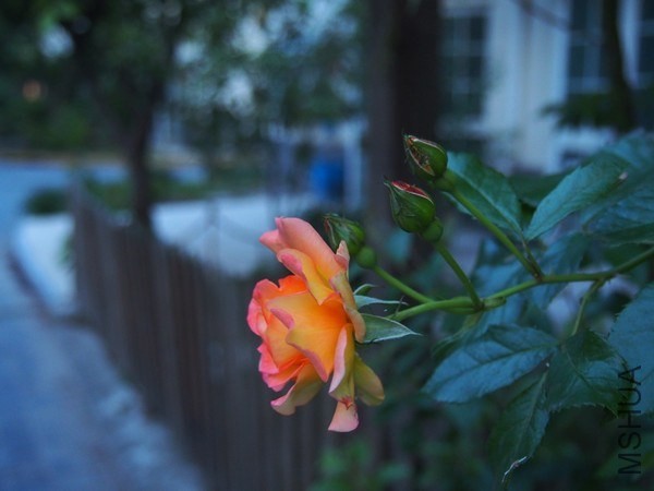 P5280007.JPG