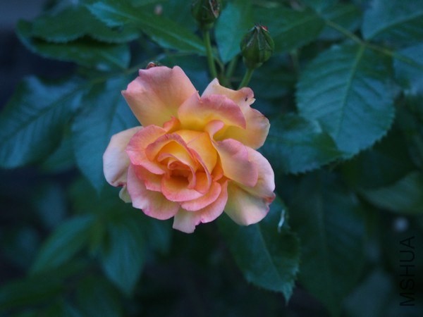 P5280002.JPG