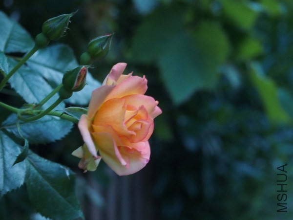 P5280003.JPG