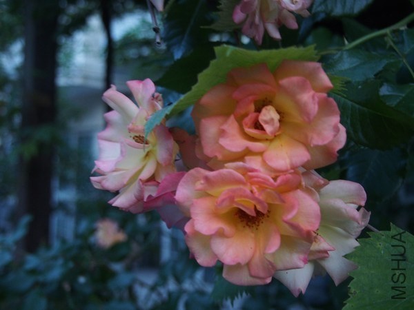 P5280005.JPG