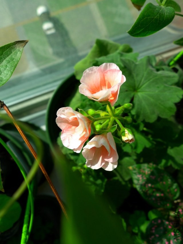 P1090688-s.jpg