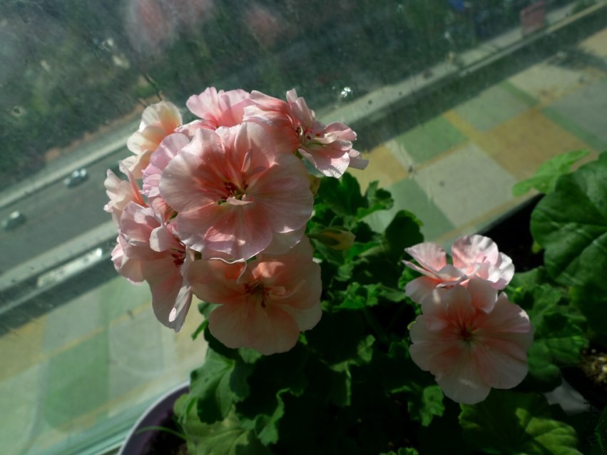 P1090731-s.jpg