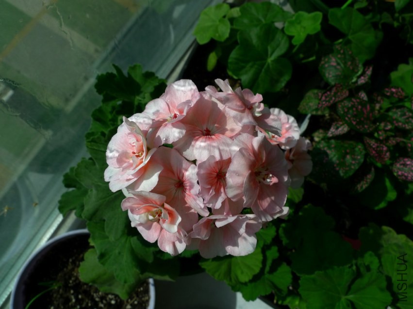 P1090733-s.jpg
