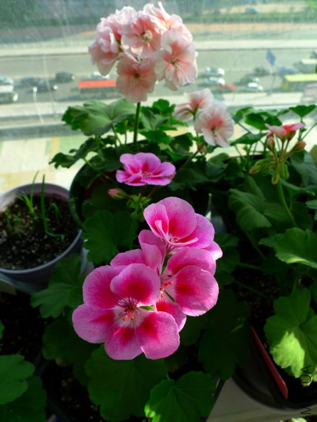 P1090737-s.jpg