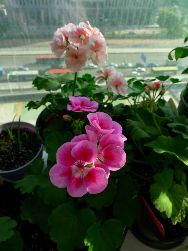 P1090738-s.jpg