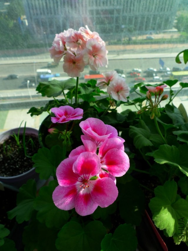 P1090739-s.jpg