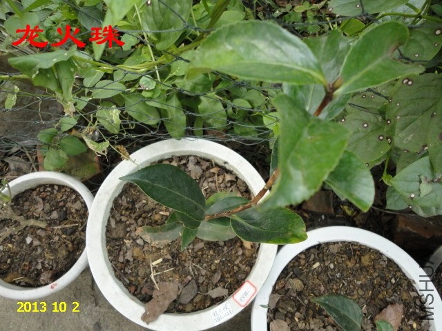 DSC03915_����.jpg