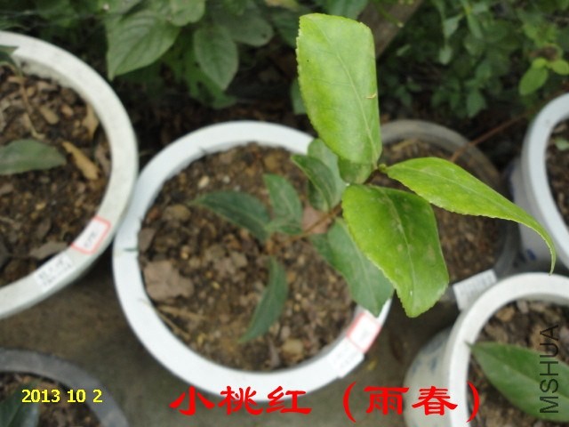 DSC03917_����.jpg