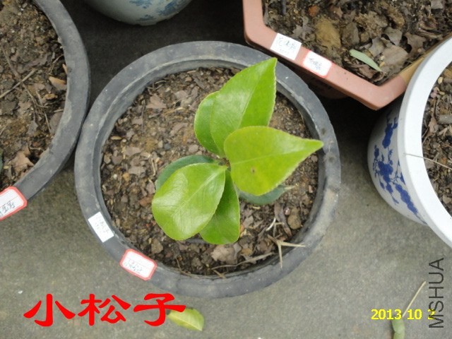 DSC03927_����.jpg