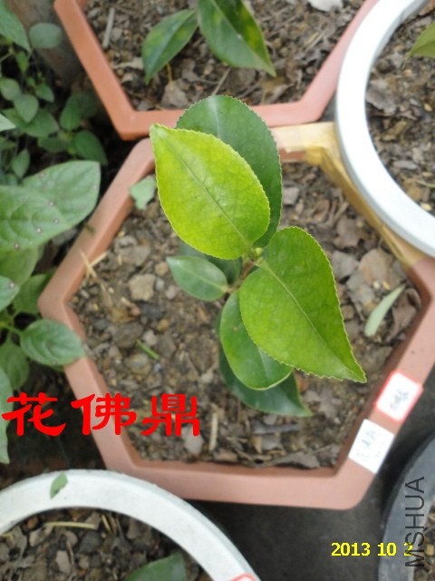 DSC03930_����.jpg