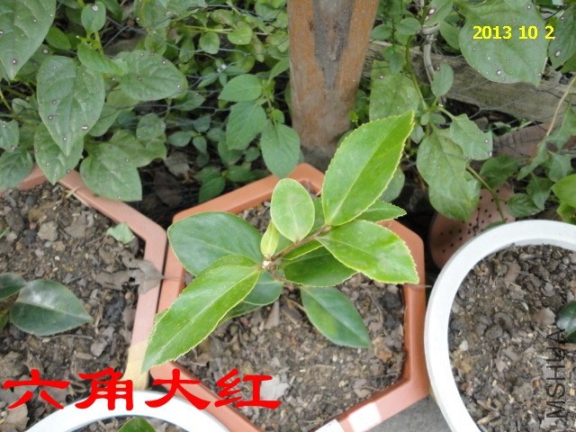 DSC03935_����.jpg