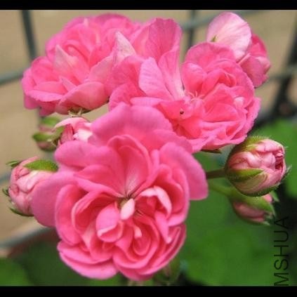 �޷�ɫ��Hot Pink   1.jpg