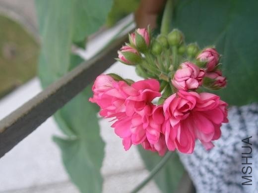 �޷�ɫ��Hot Pink1.jpg