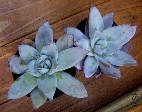 ī�������Echeveria cv. Mexican Giant.jpg