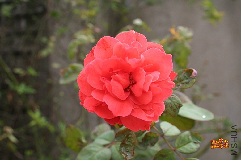 ��Ƭ 017_����.jpg