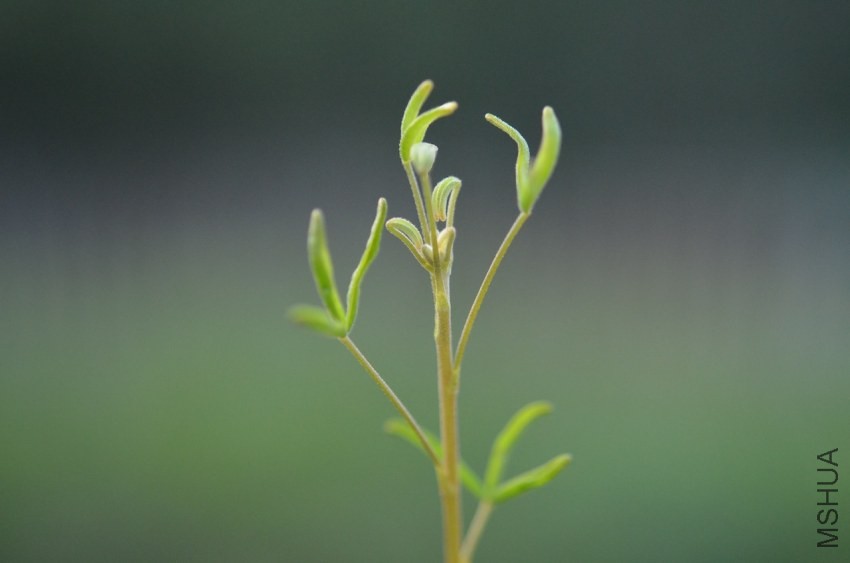 Oxalis helicoides 20131009 001.JPG