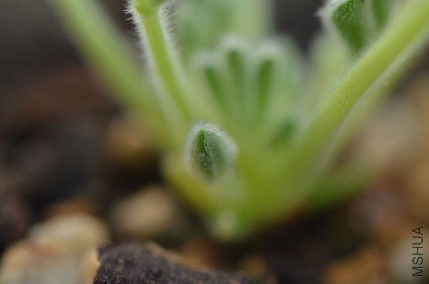 Oxalis ken alset 20131009 001.JPG