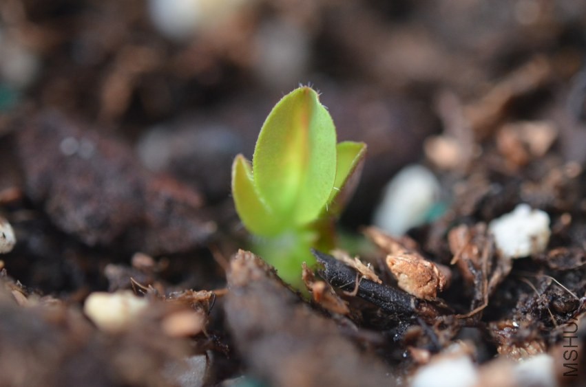 Oxalis luteola splash 20131009 001.JPG