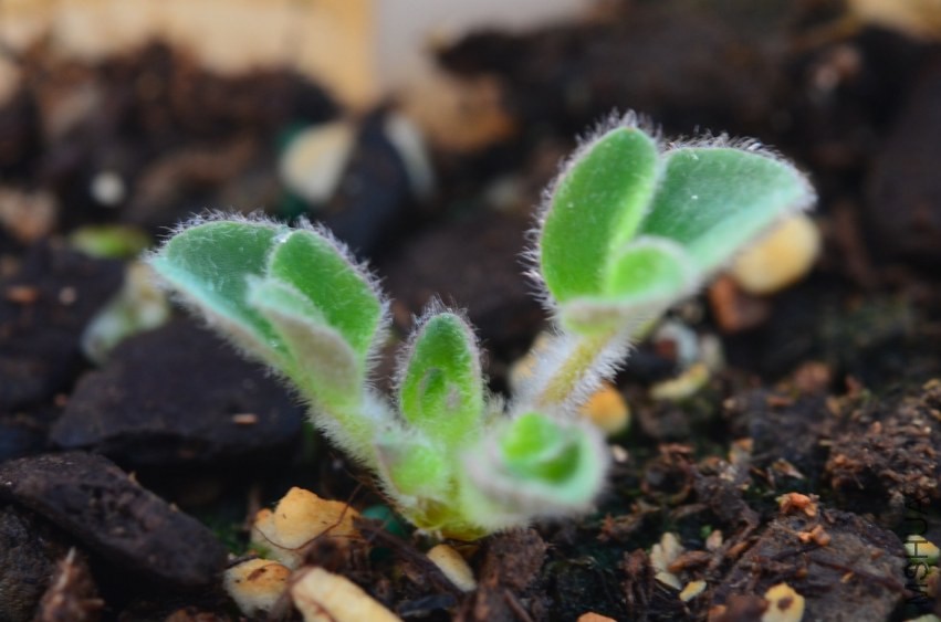 Oxalis south africa sp21 20131009 001.JPG
