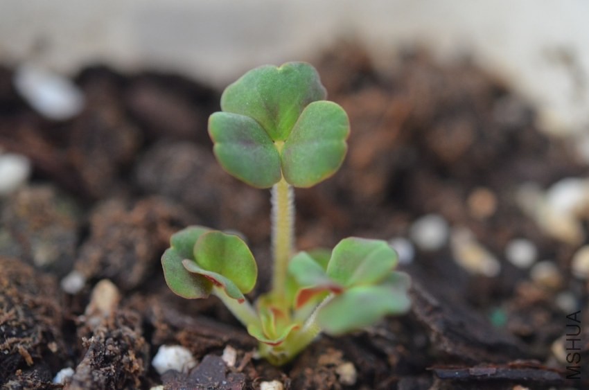 Oxalis sp yellow 20131009 001.JPG