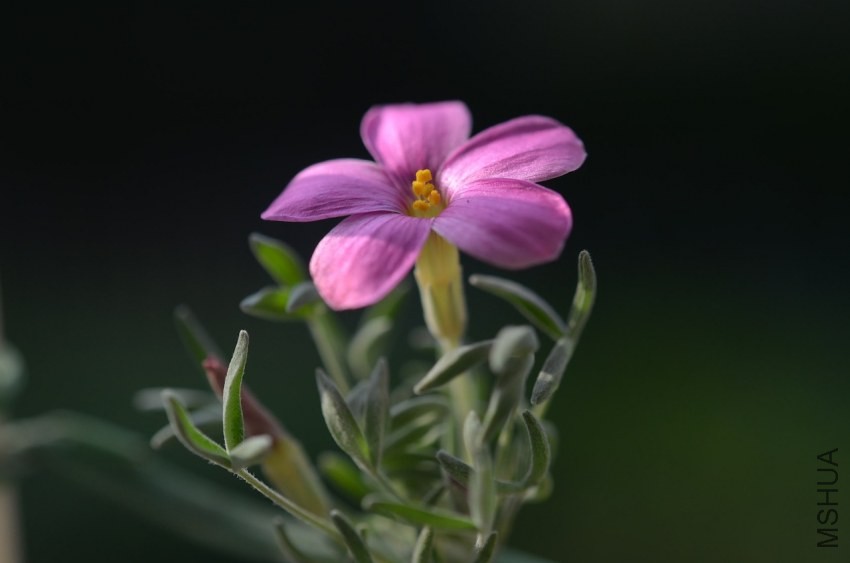 Oxalis cf.ciliaris 20131010 004.JPG