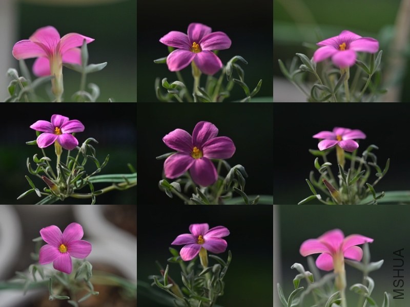 Oxalis cf.ciliaris 20131010 011.jpg
