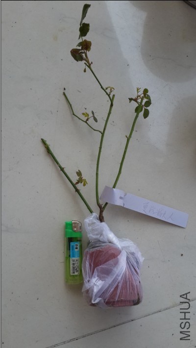 �����ط���.ò���а׷ۻ�֩��.���Ұ�Ҷ�Ӷ�������.�����ö���ѿ��