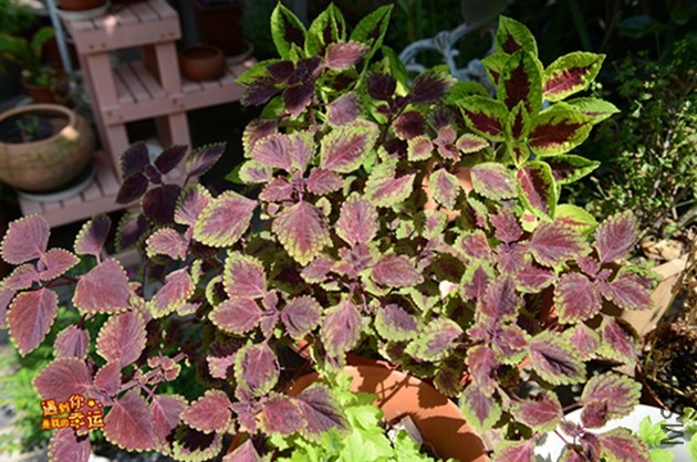 ��Ƭ 110_����.jpg