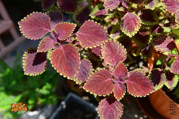 ��Ƭ 112_����.jpg