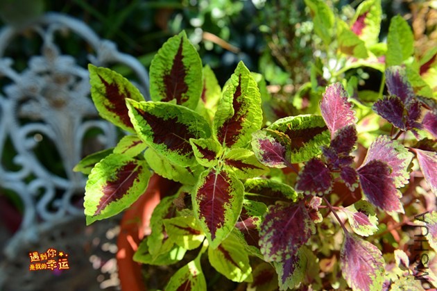 ��Ƭ 114_����.jpg