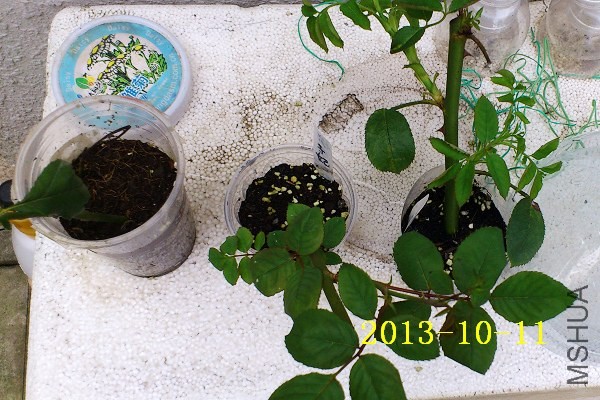 2013-10-11_12-48-00_280533_org.jpg