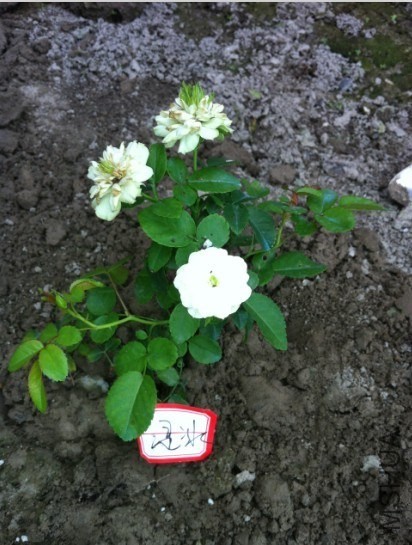 QQͼƬ20131012143807.jpg
