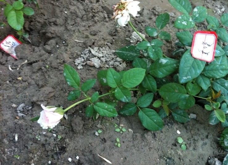 QQͼƬ20131012144256.jpg