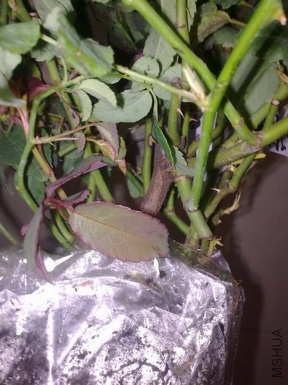 ��ױ¥��ľ�ʻ�����