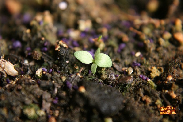 ��Ƭ 017_����.jpg