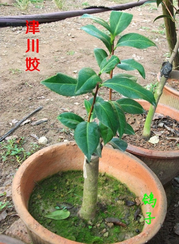 DSCF6709_����.jpg