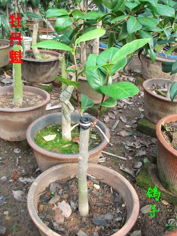 DSCF6710_����.jpg