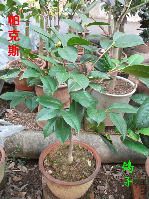 DSCF6713_����.jpg