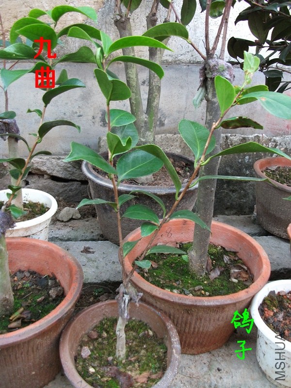 DSCF6714_����.jpg