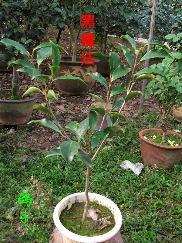 DSCF6717_����.jpg