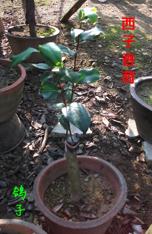 DSCF6757_����.jpg
