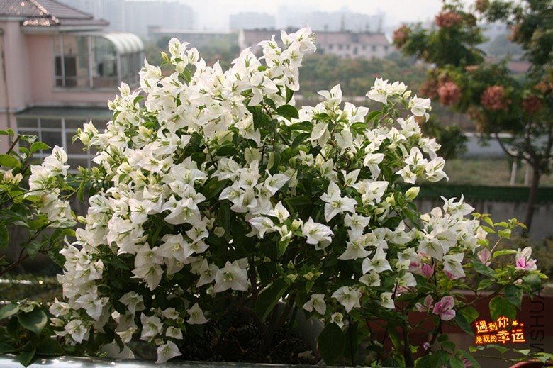 ��Ƭ 008_����.jpg