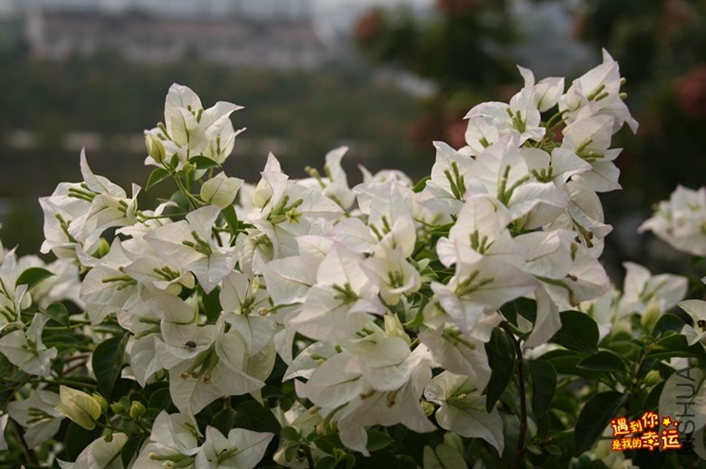 ��Ƭ 010_����.jpg